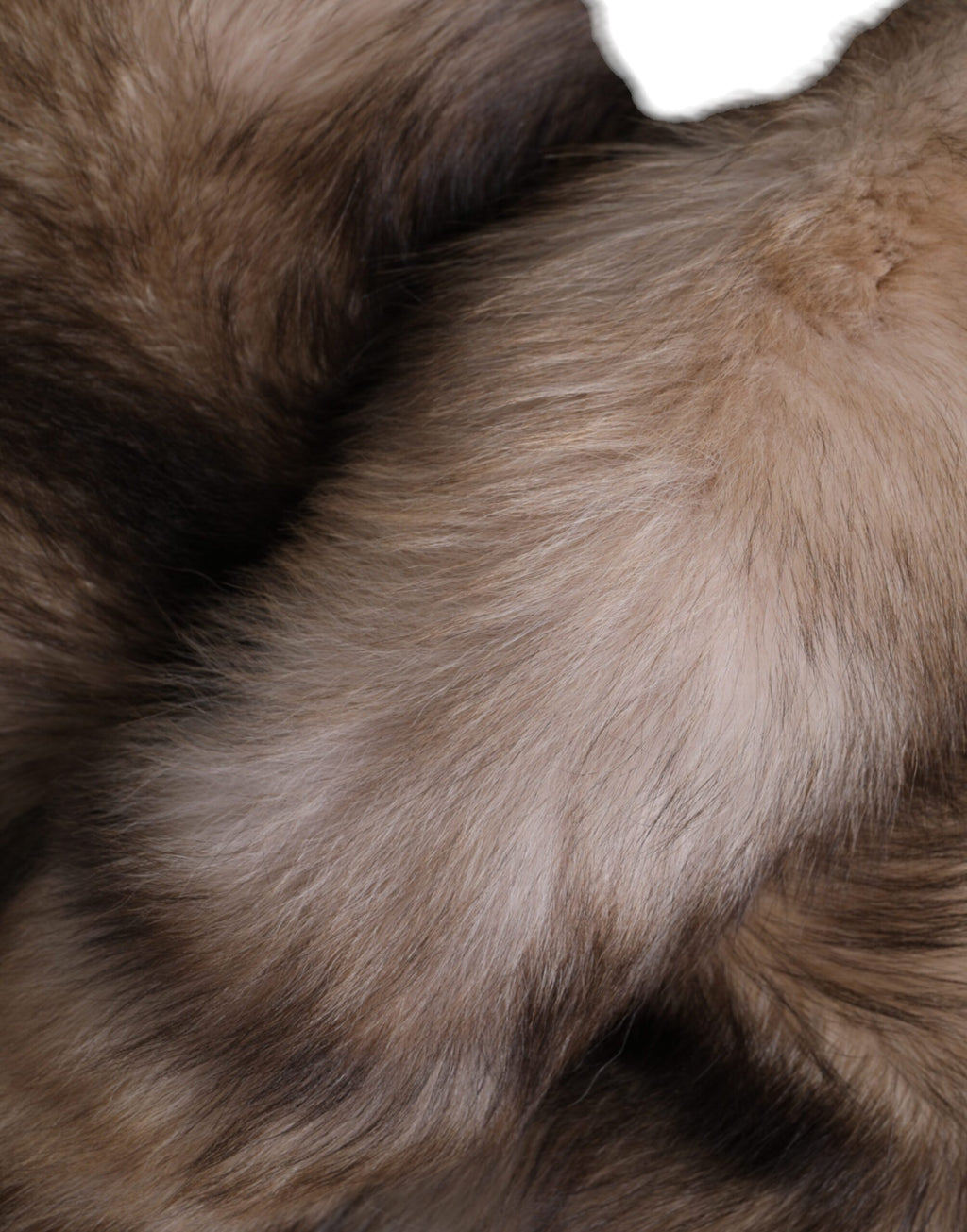 Cache-cou écharpe d'hiver en fourrure de renard givré marron Dolce & Gabbana